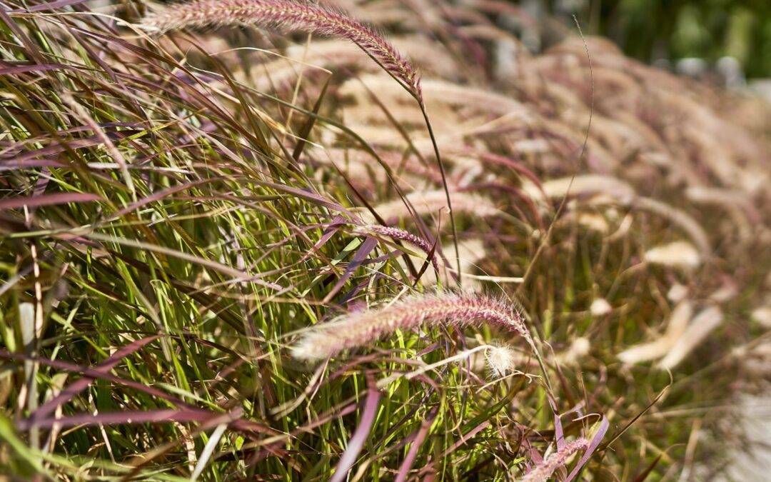 Una Combinación de Plantas